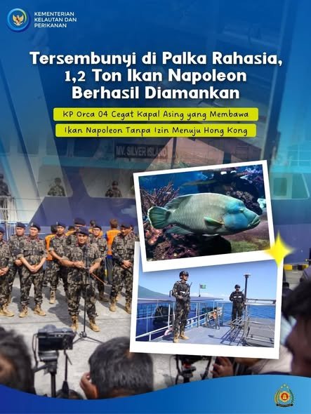 Tersembunyi di Palka Rahasia 1,2 ton Ikan Napolion Berhasil Diamankan